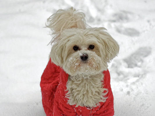 Stylisch und Warm: Warum Dein Hund eine Jacke braucht