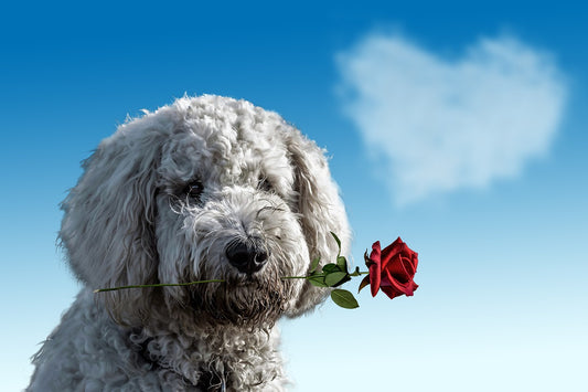 Liebe dich selbst: Ein Valentinstag für dich und deinen Hund